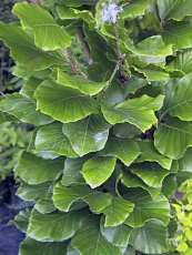Fagus sylvatica ‘Fastigiata´ Fagus sylvatica ‘Fastigiata´