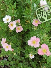 Potentilla fruticosa ‘Pink Queen’