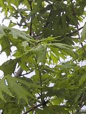 Acer platanoides ´Lorbergii´