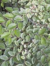 Ulmus parviflora ´Geisha´