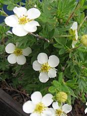 Potentilla fruticosa ‘Snowflake’