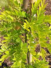 Gleditsia triacanthos ´Sunburst´