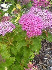 Spiraea japonica ´Crispa´