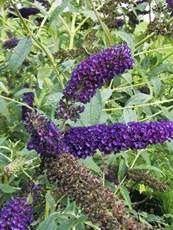 Buddleja davidii ´Empire Blue´