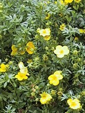 Potentilla fruticosa 