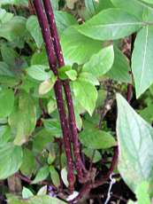 Cornus alba ´Kesselringii´ 