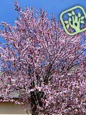 Prunus cerasifera ´Nigra´