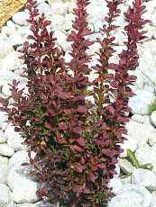 Berberis thunbergii ‘Red Pillar’ Berberis thunbergii ‘Red Pillar’