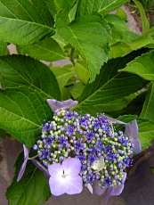 Hydrangea macrophylla ´Mariesii Perfecta´