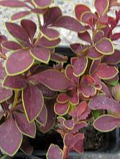 Berberis thunbergii ‘Gold Ring’ Berberis thunbergii ‘Gold Ring’