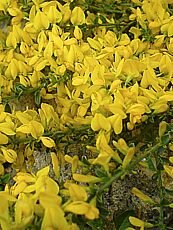 Genista pilosa