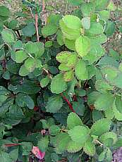 Berberis vulgaris