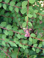 Symphoricarpos chenaultii ´Hancock´ Symphoricarpos chenaultii ´Hancock´