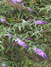 Buddleja davidii