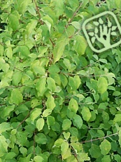 Cornus sanquinea ´Winter Beauty 