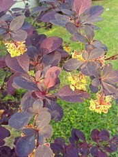 Berberis ottawensis ‘Superba’