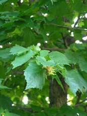 Corylus  colurna