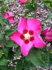 Hibiscus syriacus´Woodbridge´