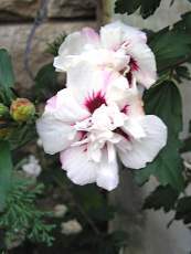 Hibiscus syriacus´Lady Stanley´
