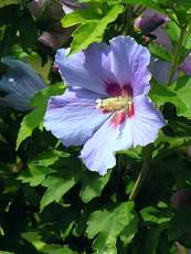 Hibiscus syriacus´Blue Bird´