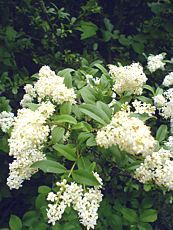 Ligustrum vulgare