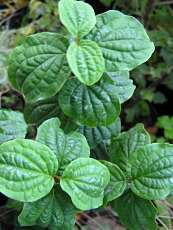 Cornus sanquinea ´Compressa´