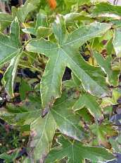 Liquidambar styraciflua´Silver King´