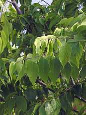 Celtis occidentalis