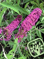 Buddleja davidii ´Royal Red´