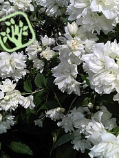 Philadelphus x virginalis