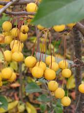 Malus ´Winter Gold´ 