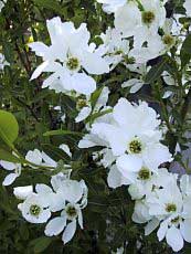 Exochorda racemosa