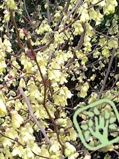 Corylopsis spicata