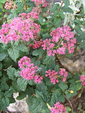 Spiraea japonica ‘Bullata´ 