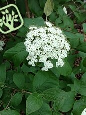 Viburnum lantana 