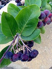 Aronia melanocarpa