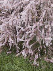 Tamarix tetrandra Tamarix tetrandra