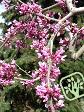 Cercis canadensis´Lavender Twist´