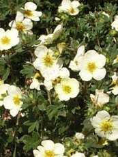 Potentilla fruticosa ‘Primrose Beauty’