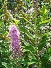 Spiraea salicifolia