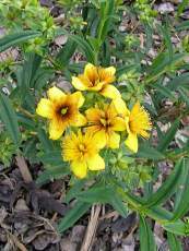 Hypericum kalmianum´Gemo´ Hypericum kalmianum´Gemo´