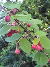 Cotoneaster  multiflorus