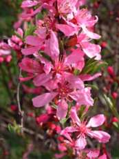 Prunus tenella ´Fire Hill´