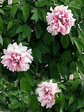 Paeonia suffruticosa