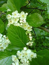 Crataegus crus - galli Crataegus crus - galli