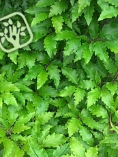 Fagus sylvatica ´Quercifolia´ Fagus sylvatica ´Quercifolia´