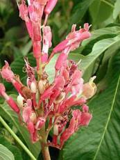 Aesculus pavia´Humilis Rosea´