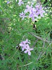 Lonicera spinosa ´Albertii´ Lonicera spinosa ´Albertii´