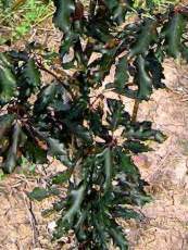 Fagus sylvatica ‘Rohanii´ Fagus sylvatica ‘Rohanii´
