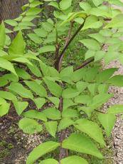 Aralia elata